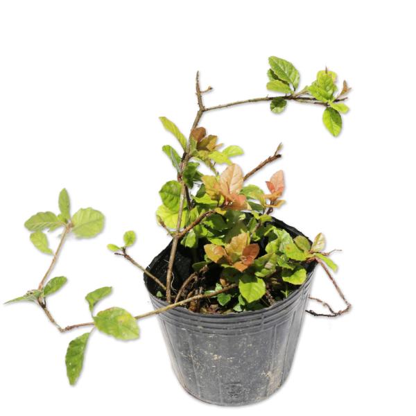 ツルコウジ 10.5cmポット 苗