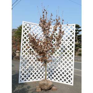 クロモジ 株立ち 2m 露地 苗木 : トオヤマグリーン - 通販 - Yahoo