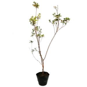 ヤマツツジ 3.5号ポット苗 里の木シリーズ : 苗木部 花ひろば