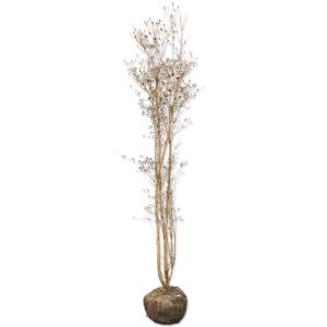 紅羽衣モミジ 株立ち 約1.5m 現品発送 ベニハゴロモ紅葉 特大株 植木