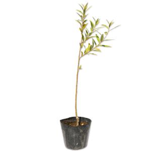 タチヤナギ 0.3m 10.5cmポット 苗