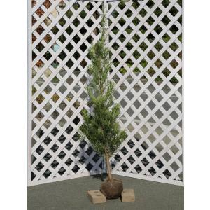 ラカンマキ 1.5m 露地 苗木