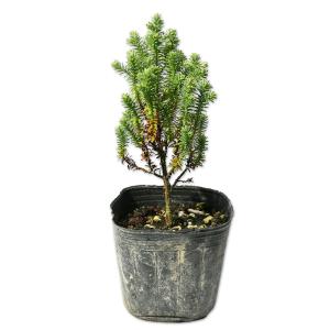 コニファーのランキングtop100 人気売れ筋ランキング Yahoo ショッピング