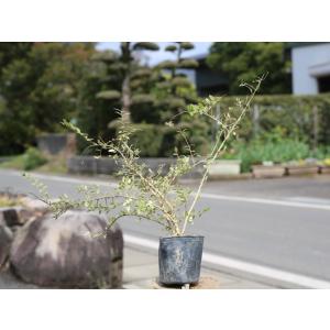 ロニセラニティダ 10.5cmポット 苗｜トオヤマグリーン
