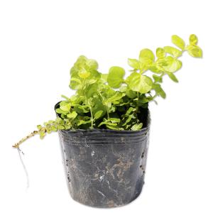 塊根植物：アデニア ステイローサ レッドリーフ*塊幅2.5cm 現品 一品