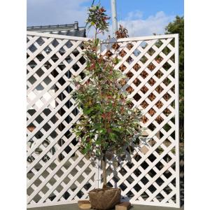 発送不可 プンゲンストウヒ エディス 高さ約2.5m : アララギ園有限