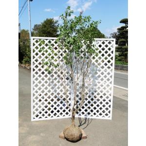 ライラック 2m 露地 苗木