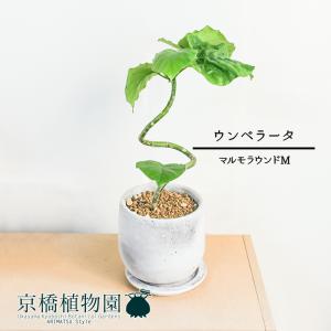 フィカス・ウンベラータ 曲がり 7号【カンサラ鉢カバー付き/ブラック
