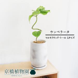 現品】シェフレラ・アンガスティフォリア 曲がり 7号 茶鉢（2） : 花の