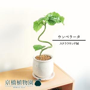 観葉植物 本物 フィカス・ウンベラータ 曲がり樹形 7号鉢 鉢カバー