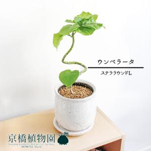 現品】ブーファン・ディスティカ（ディスティチャ） 8号 紺鉢（4