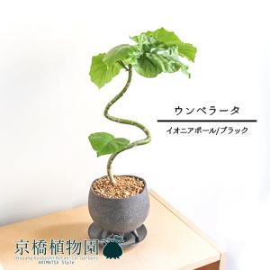 【イオニアボウルL/グレー】ウンベラータ　曲がり【受け皿付き】4G