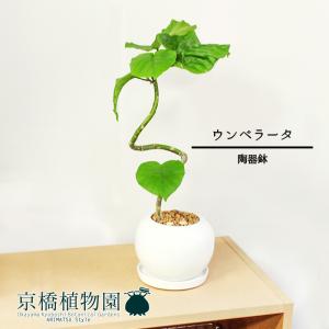 ウンベラータ 7号 曲がり仕立て【バンブーバスケット鉢カバー
