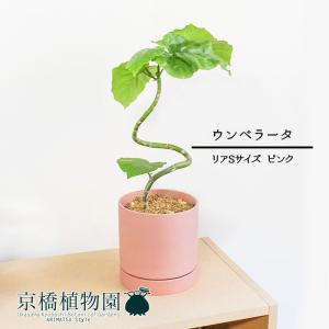 フィカス・ウンベラータ 曲がり 7号【カンサラ鉢カバー付き/ブラック