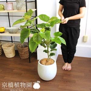 クッカバラ 幹立ち 10号 : 花のアリマツ Yahoo!店 - 通販 - Yahoo