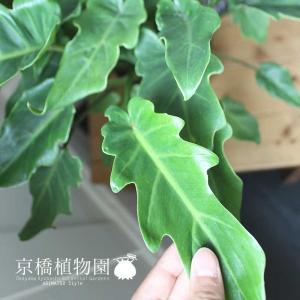 クッカバラ 5号の詳細画像1