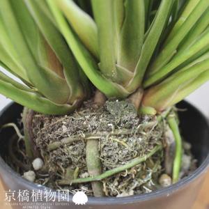 クッカバラ 5号の詳細画像3