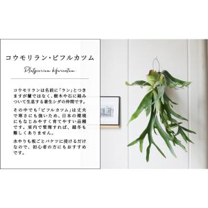 コウモリラン/ビカクシダ・ビフルカツム フェゴ...の詳細画像2