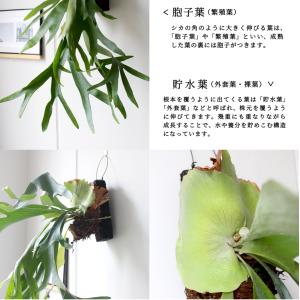 コウモリラン/ビカクシダ・ビフルカツム フェゴ...の詳細画像3