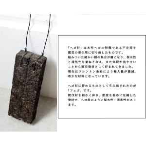 コウモリラン/ビカクシダ・ビフルカツム フェゴ...の詳細画像5