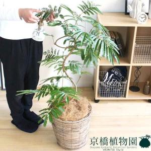 現品】ブーファン・ディスティカ（ディスティチャ） 8号 紺鉢（4