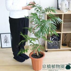エバーフレッシュ 8号 ねむの木 観葉植物 インテリア 鉢植え