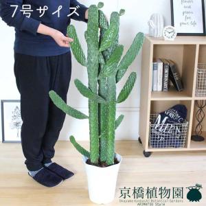 墨烏帽子(スミエボシ)/バンザイウチワサボテン　7号