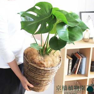 フィカス・ウンベラータ 曲がり 7号【カンサラ鉢カバー付き/ブラック