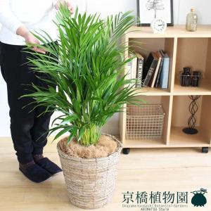 現品】ビロウヤシ/ビロウ椰子/ジャワビロウ 10号 白鉢（1） : 花の