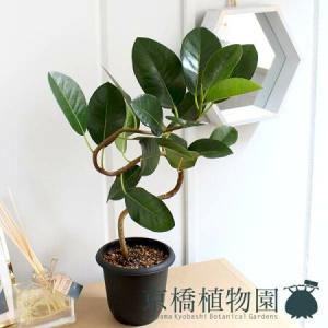 ソテツ　4号ポットつき　8株❗　② ソテツ 4号ポットつき 8株❗ ② ソテツ(蘇鉄) 4号の通販