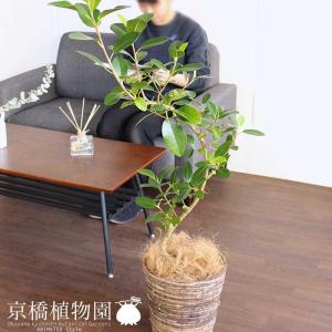 おしゃれ 観葉植物：フランスゴムの木 曲*角プラポット フィカスルビ