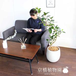 【現品】ブーファン・ディスティカ（ディスティチャ）　8号　紺鉢　（3） 現品】ブーファン・ディスティカ（ディスティチャ） 8号 紺鉢（4