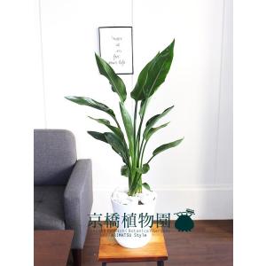 ストレチア・レギネ/ストレリチア・レギナエ 6...の詳細画像1