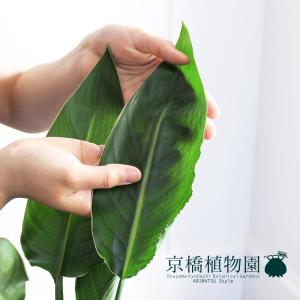 ストレチア・レギネ/ストレリチア・レギナエ 6...の詳細画像2