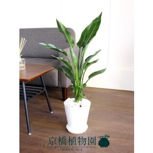 ストレチア・レギネ/ストレリチア・レギナエ 6...の詳細画像3