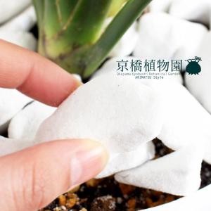 ストレチア・レギネ/ストレリチア・レギナエ 6...の詳細画像4