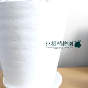 ストレチア・レギネ/ストレリチア・レギナエ 6...の詳細画像5