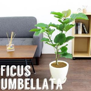 現品】パキポディウム・ゲアイー 1本立 6号 黒鉢（2） : 花のアリマツ