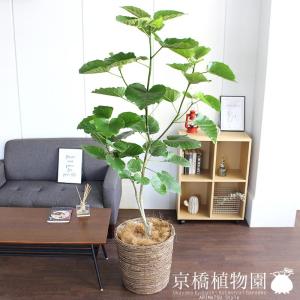 フィカス ウンベラータ 観葉植物 10号 大型 ナチュラル鉢カバー付き