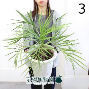 現品】ココスヤシ 10号 白鉢（4） : 花のアリマツ Yahoo!店 - 通販