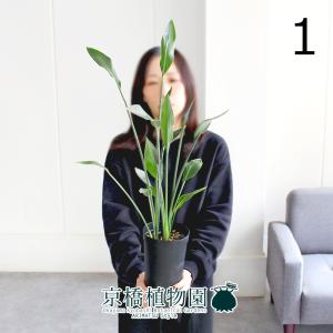 現品】ビロウヤシ/ビロウ椰子/ジャワビロウ 10号 白鉢（1） : 花の