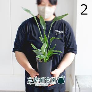 現品】ザミア・フロリダーナ 多頭株 10号 白鉢（1） : 花のアリマツ