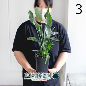 ストレチア・ノンリーフ/ストレリチア・ノンリーフ/ユンケア 3.5号