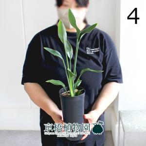現品】ファグラエア・ベルテロアナ 斑入り 曲がり 7号 茶鉢（1） : 花