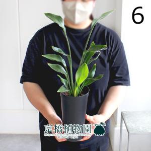 ストレチア・ノンリーフ/ストレリチア・ノンリーフ/ユンケア 3.5号