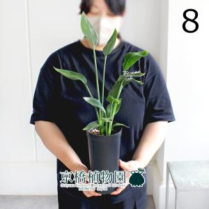 現品】ファグラエア・ベルテロアナ 斑入り 曲がり 7号 茶鉢（1） : 花