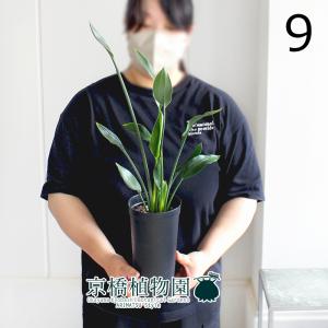 ストレチア・ノンリーフ/ストレリチア・ノンリーフ/ユンケア 3.5号