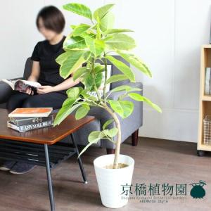 現品】シェフレラ・アンガスティフォリア 曲がり 7号 茶鉢（1