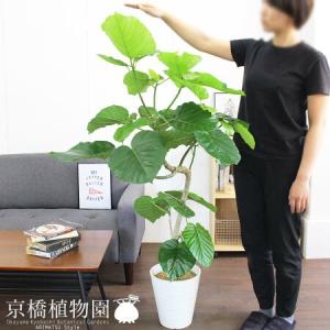 現品】ファグラエア・ベルテロアナ 曲がり 7号 茶鉢（2） : 花の