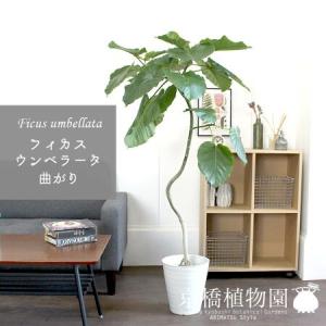 現品】フィカス・ウンベラータ 曲がり 5号ポット（F） : 花のアリマツ